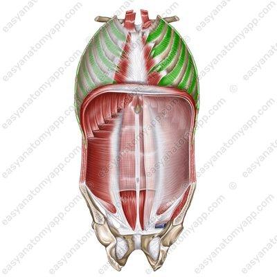 Internal intercostal muscles (mm. intercostales interni)